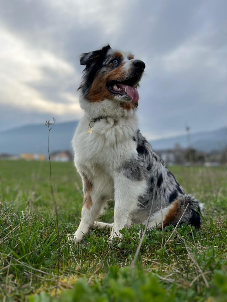 Mira, Berger Australien