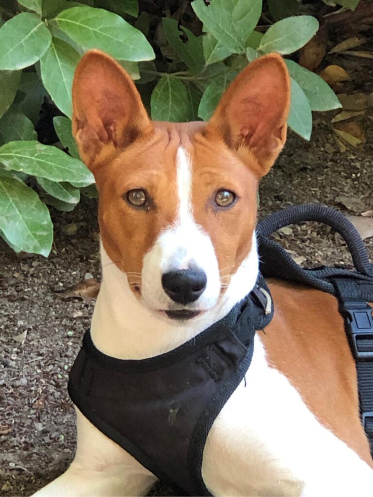 Nala, Basenji