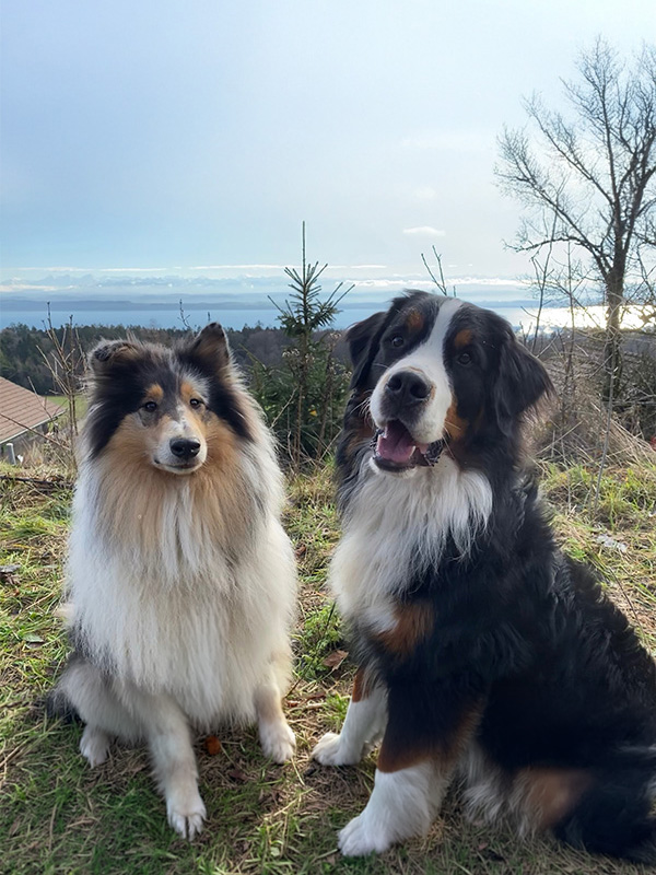 Kambly et Archibald, Bouvier bernois et Rough Colley