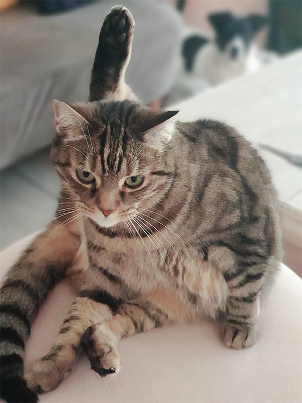 Keira, Chat de gouttère
