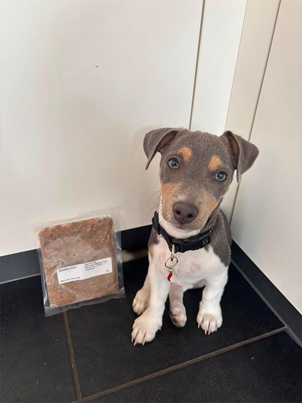 Nugget, Jack Russel