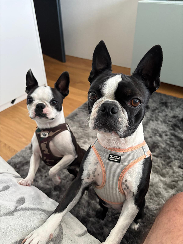 Vanina & Cléo, Boston terrier