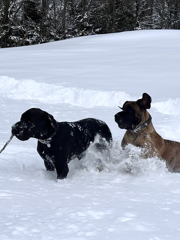 Vivienne et Shakira, Dogue Allemand