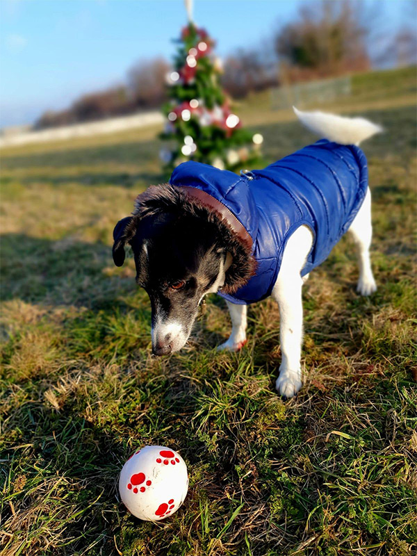 Snoopy, Jack Russel